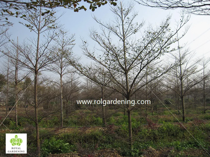 
Terminalia mantaly Tropical trees high 4-9m,dia 6-13cm 