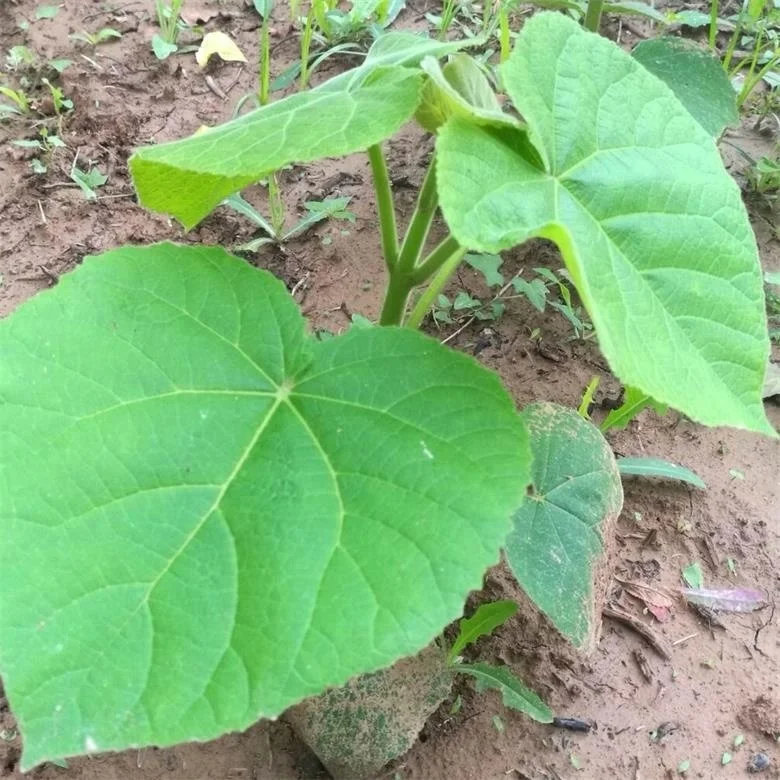
 Холодная область, лучшие виды, гибридная корневая резка paulownia shantong  