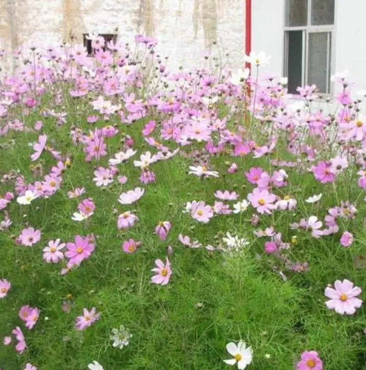 Bo si ju natural park flowering planting Cosmos bipinnatus seeds