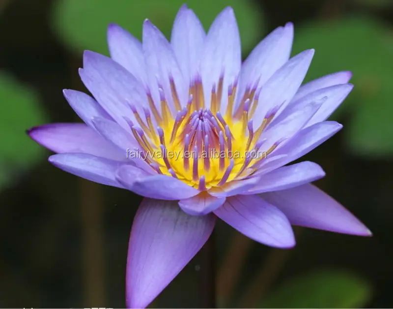 All Colors Floating Water Lily Seeds Lotus Flower Seeds For Growing