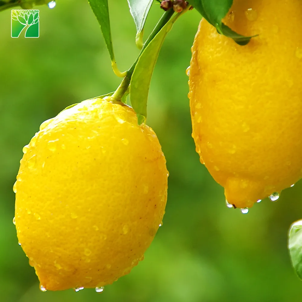 Растительная ферма, оптовая продажа, цитрусовый ретикулата, саженцы фруктов угли, сладкий лимон