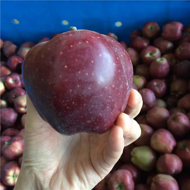 
 Китайские сорта яблок, тонкая кожа, fuji, яблоко, красный, вкусное яблоко, экспорт в Бангладеш  