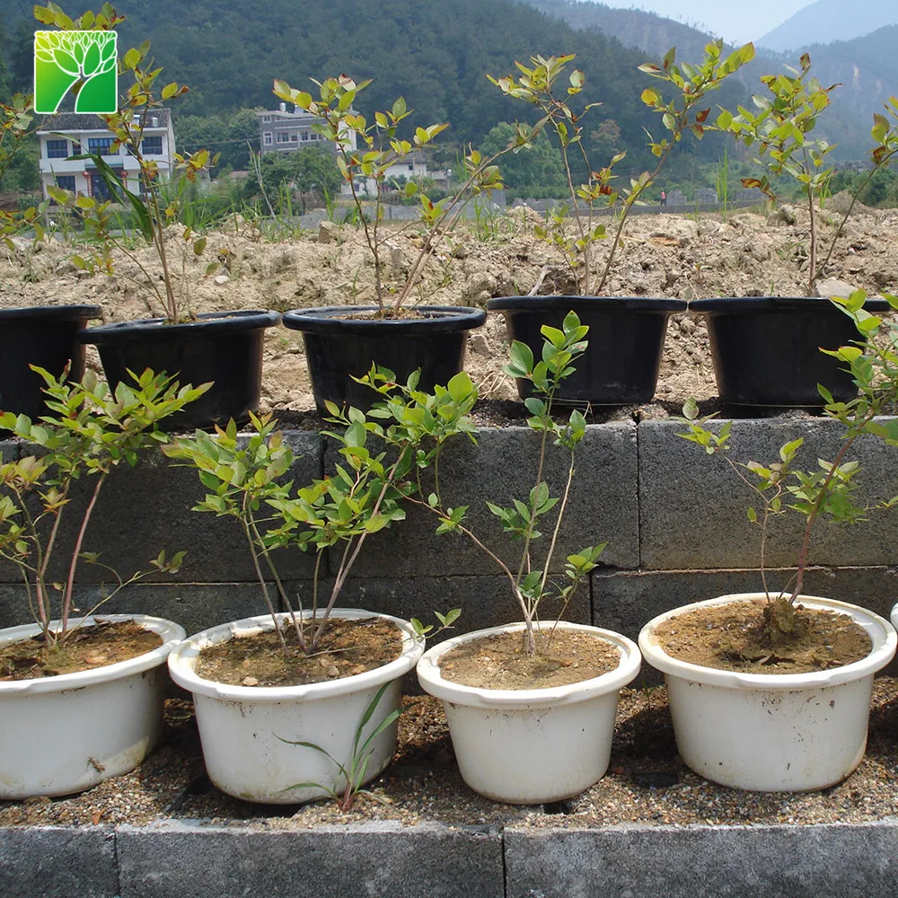 Высота 15-30 футов, среднее обслуживание, красное дерево, соплинг зизизифус Юба