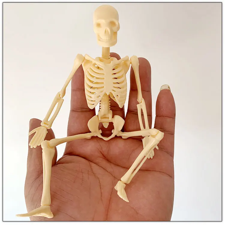 20CM can be assembled human skeleton model toy bone gifts