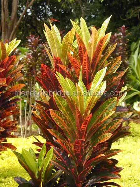 Codiaeum variegatum (L.) A. Juss variegated leaf croton plants