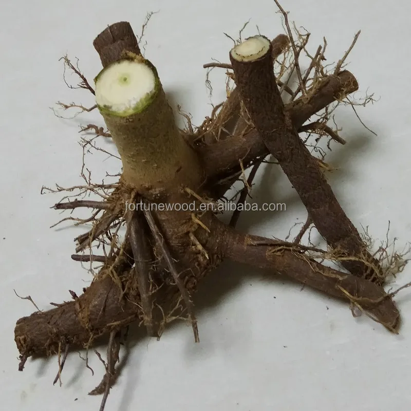 Китай (материк) морозостойкие Ципао, китайский женский халат, tong для резки корня и rootstock растения для древесины