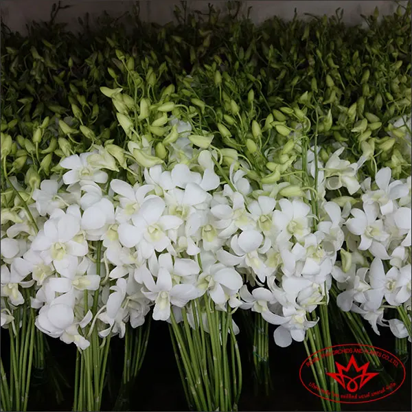 
White Dendrobium Orchid 