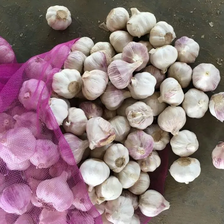 
Shandong pure white garlic 