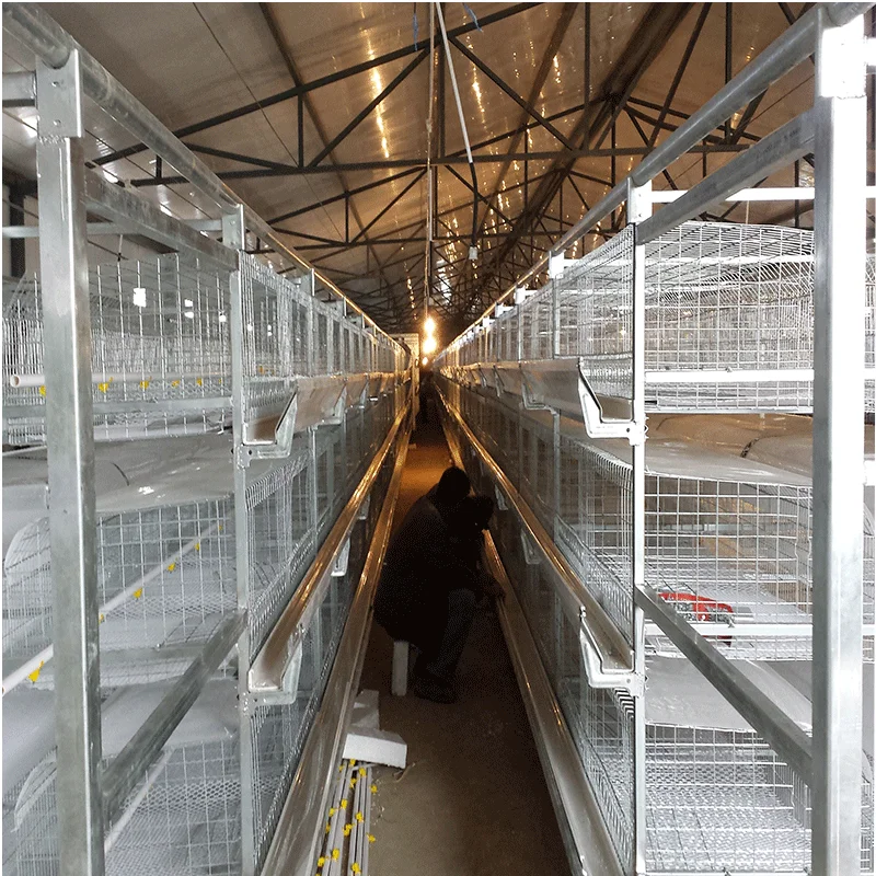 SSD Design meat broiler battery chicken cages for sale