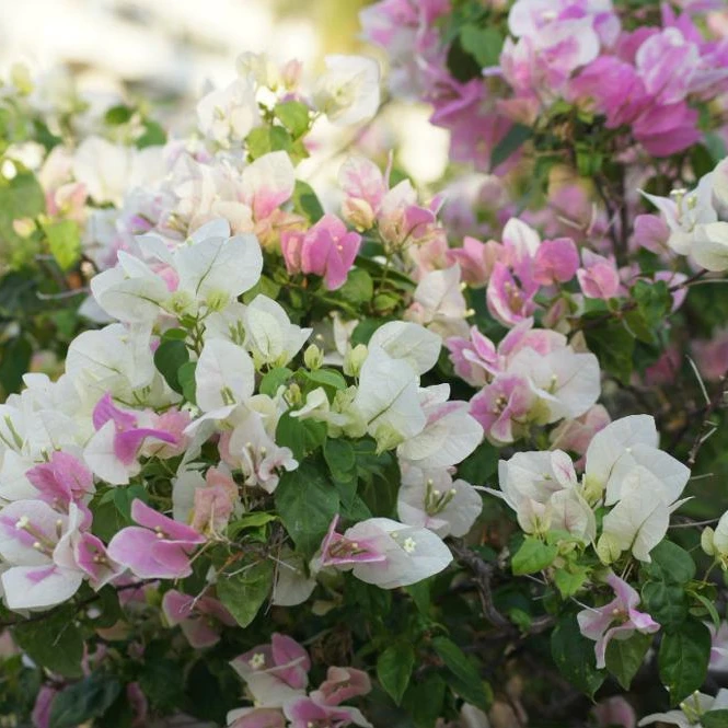 
 Белый бугенвиллея glabra уличный пейзаж бонсай растение  