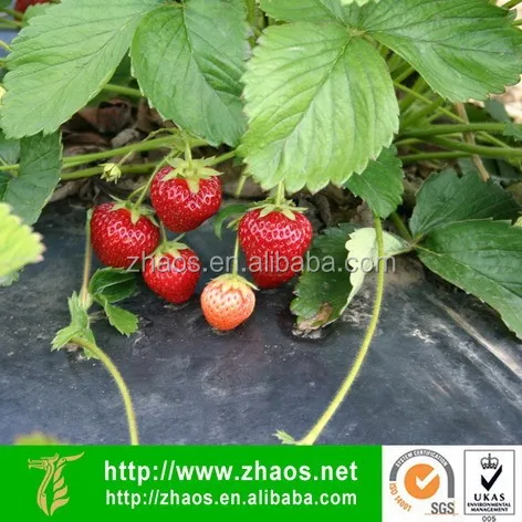 
thin plastic sheet roll | 100% new plastic sheet | biodegradable plastic sheet 