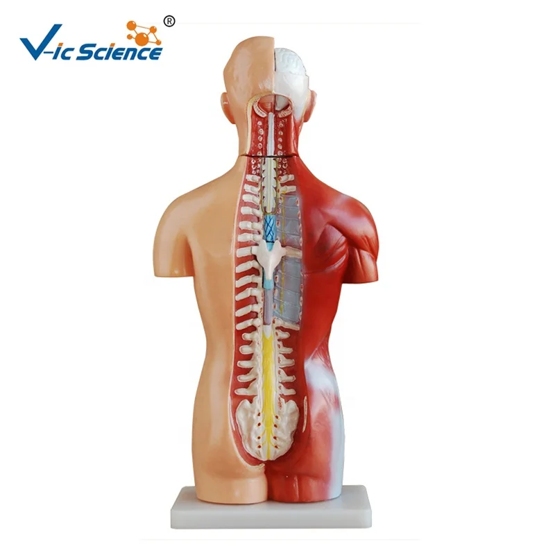 medical science 18  Parts Medical Anatomy 42cm sexless Human Torso Model medical anatomical model