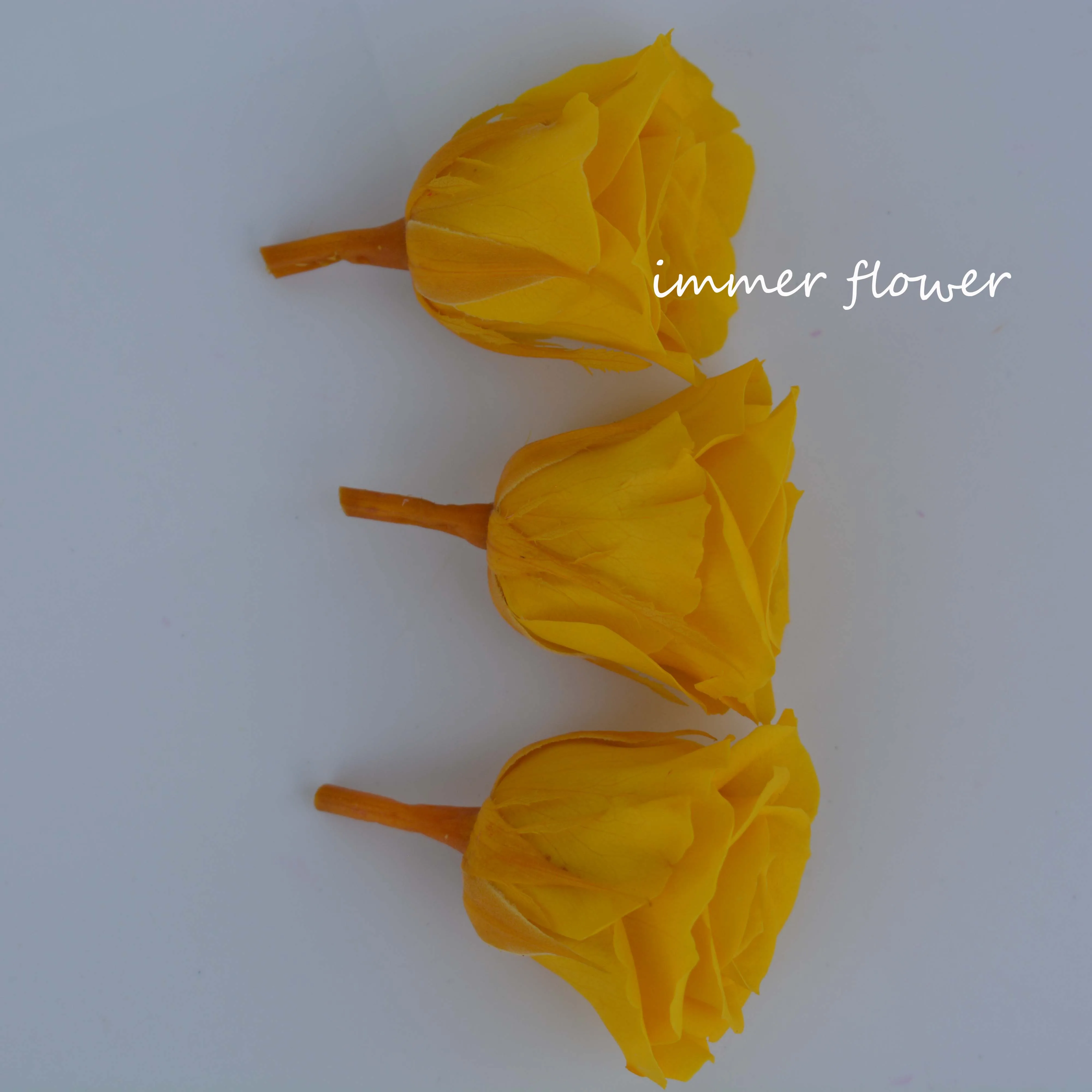 Wholesale Lasting Long Eternal Roses as Rose Petals in Glass