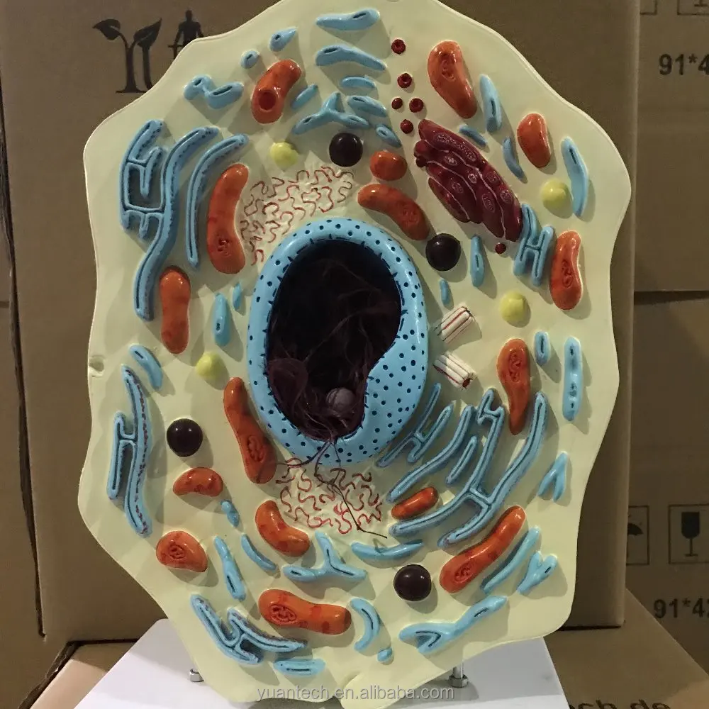 YA/B054 Numerical indicators of multiple parts Enlarged model of animal stem cell anatomy