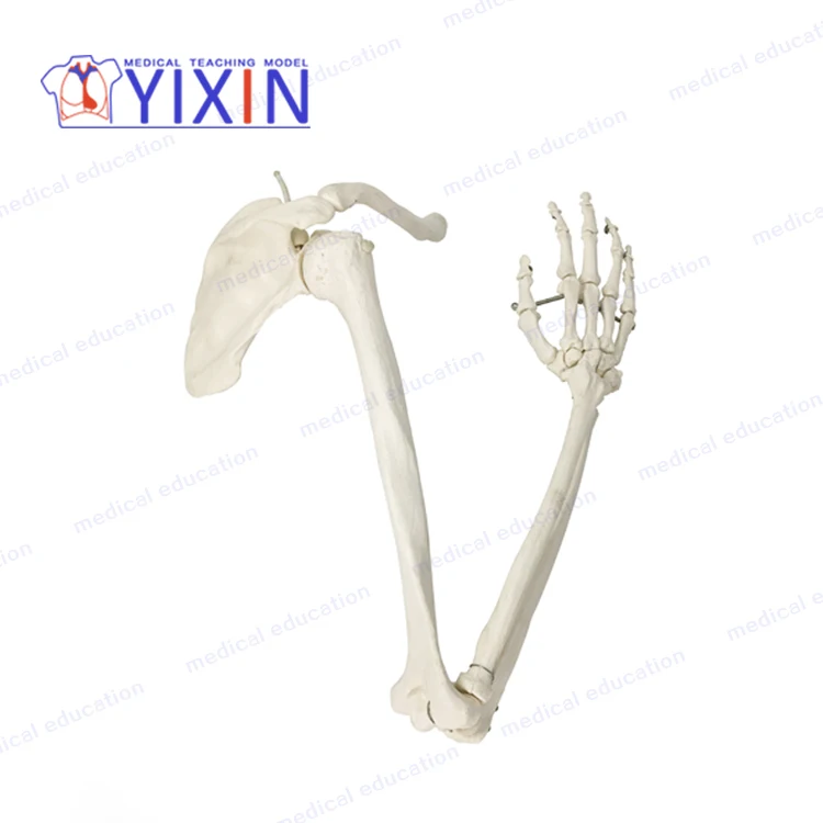 
Human skeletal model of upper limb, arm, scapula, clavicle and upper arm 