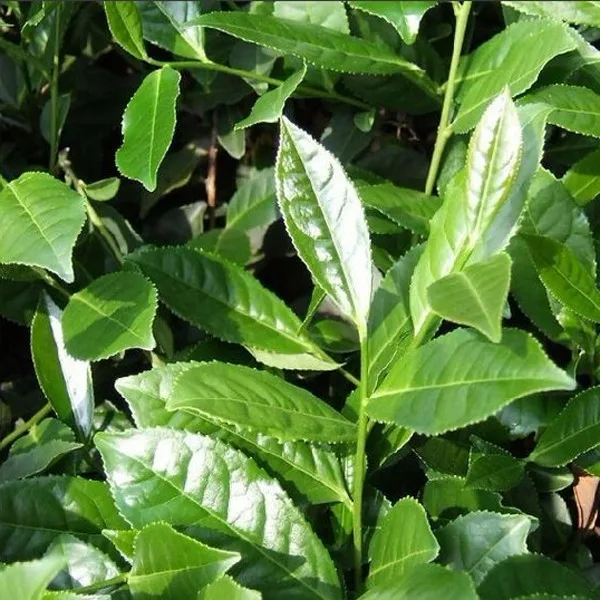 
Organic steamed green tea Sencha Matcha 8913 Direct Manufacturer CERES BRC control 