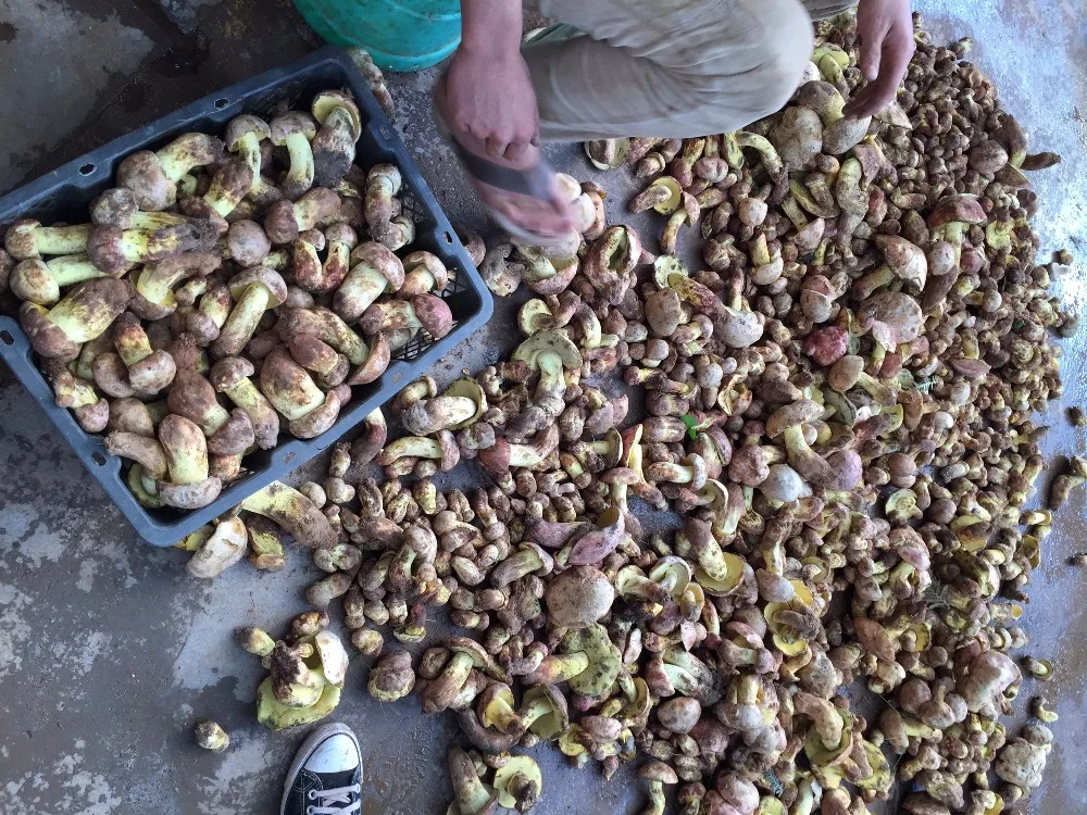 
Detan Wild King Boletus Mushrooms 