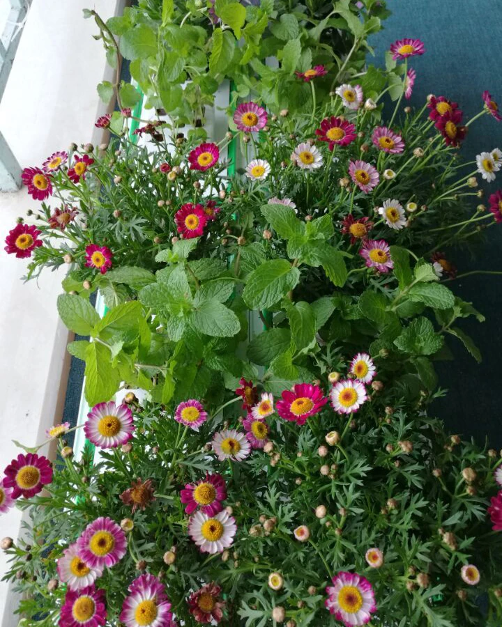 Popular steel frame greenhouse home greenhouse