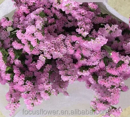 The best fresh cut statice flower from Yunnan for gift