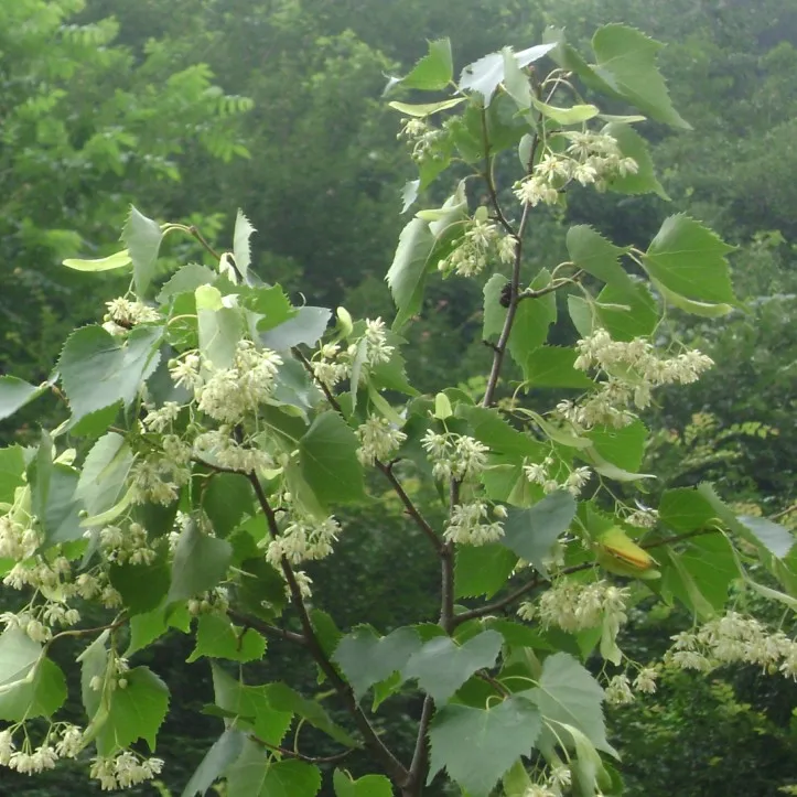 
2020 Organic Dried Linden Flowers Tilia miqueliana Maxim supplier 