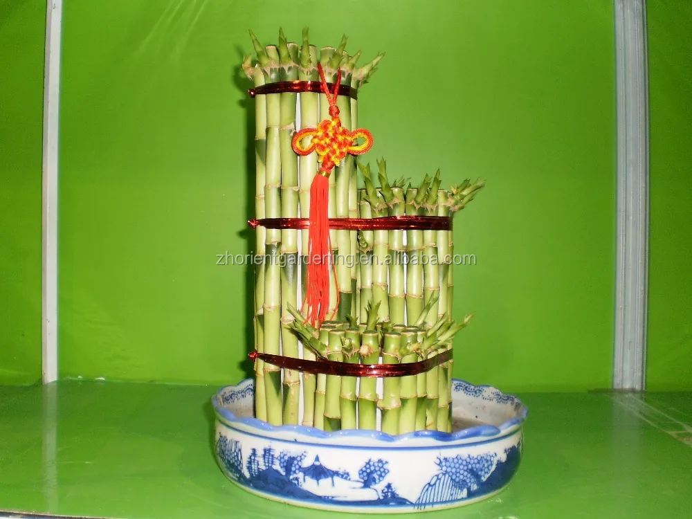 
5 layered tower lucky bamboo air bonsai tree dracaena sanderiana indoor ornamental aquatic water plants 