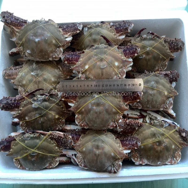 top urgent want to buy frozen blue swimming crab with good price