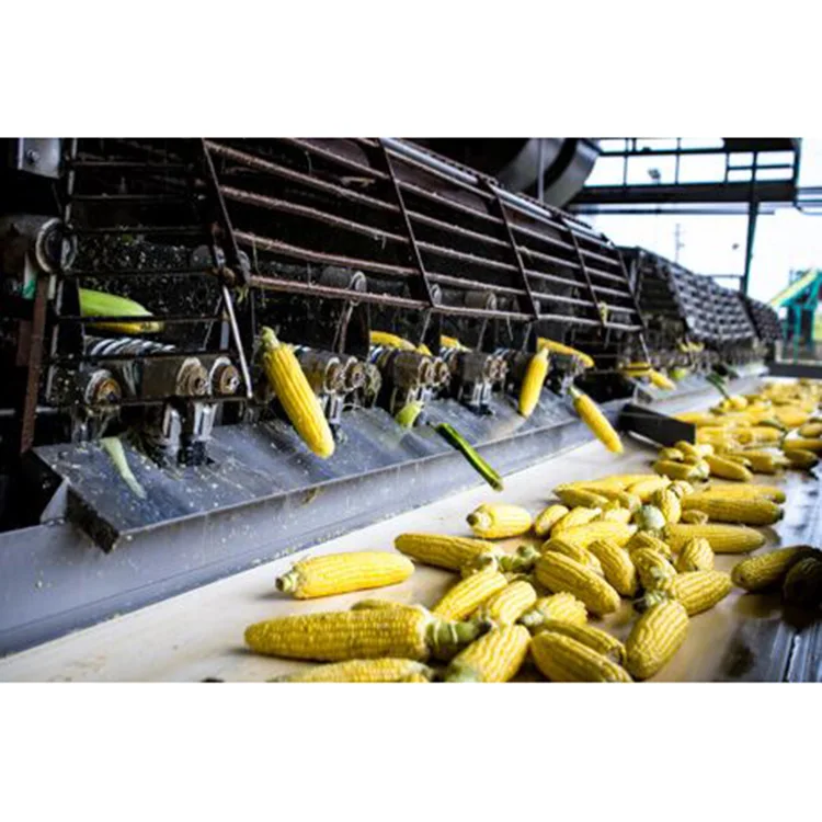 Complete canned fruit vegetable processing production line