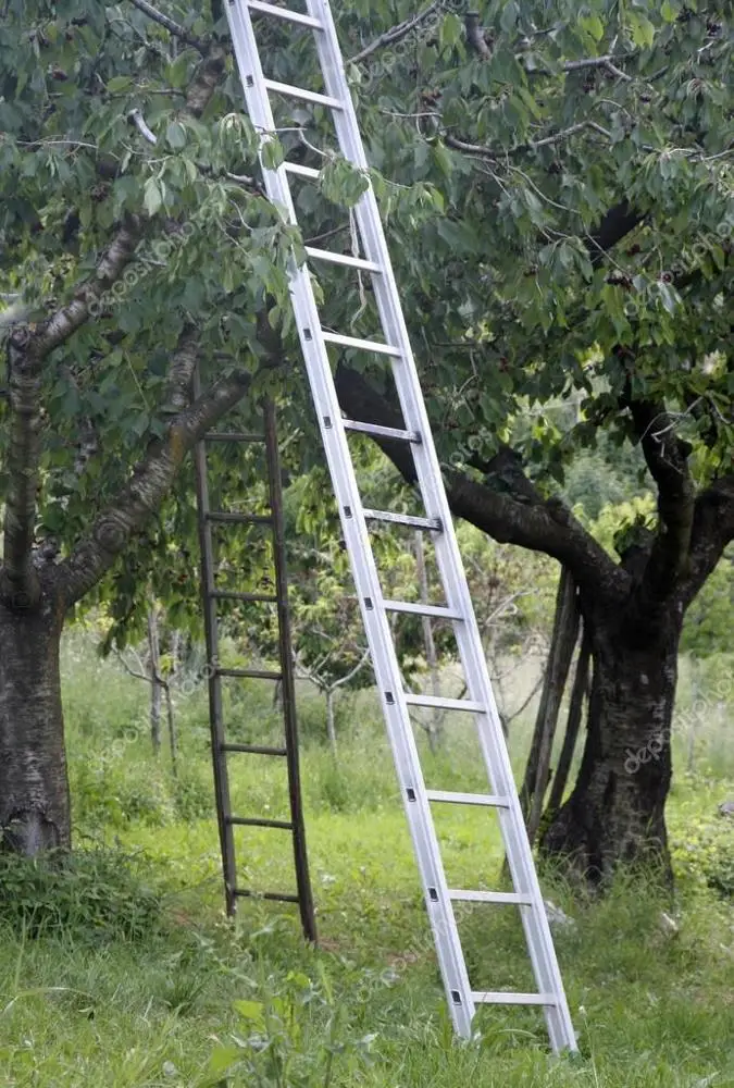 Lightweight orchard ladders aluminum tripod ladder