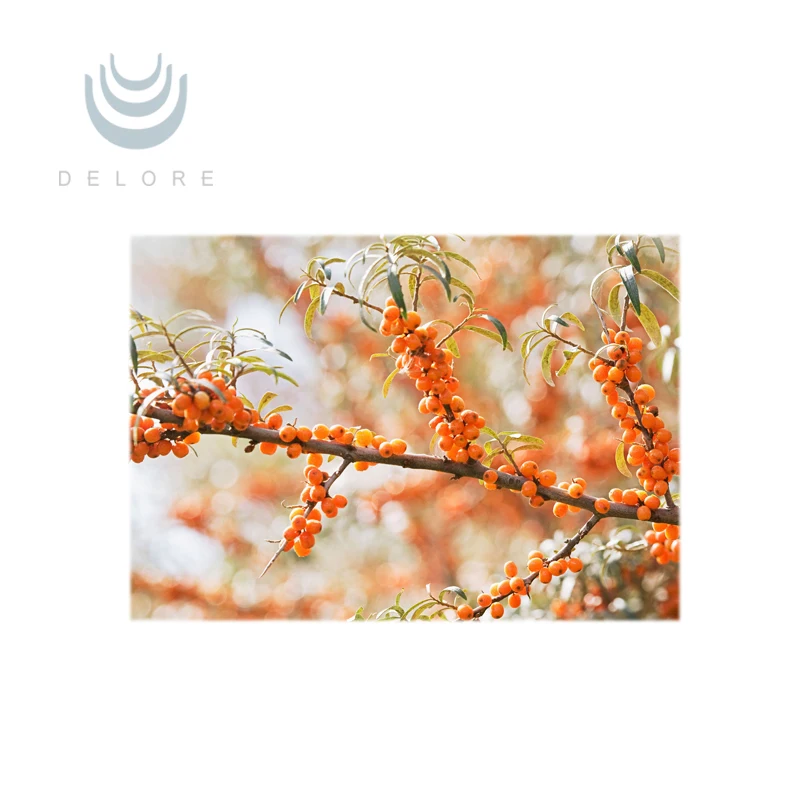 Plant extracts Hippophae rhamnoides and seabuckthorn fruit oil from China supplier