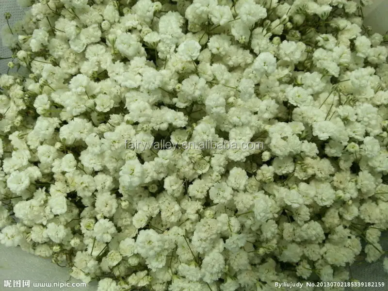 Насыпные цветочные семена Гипсофилы паникулаты, Детские дыхательные семена для выращивания