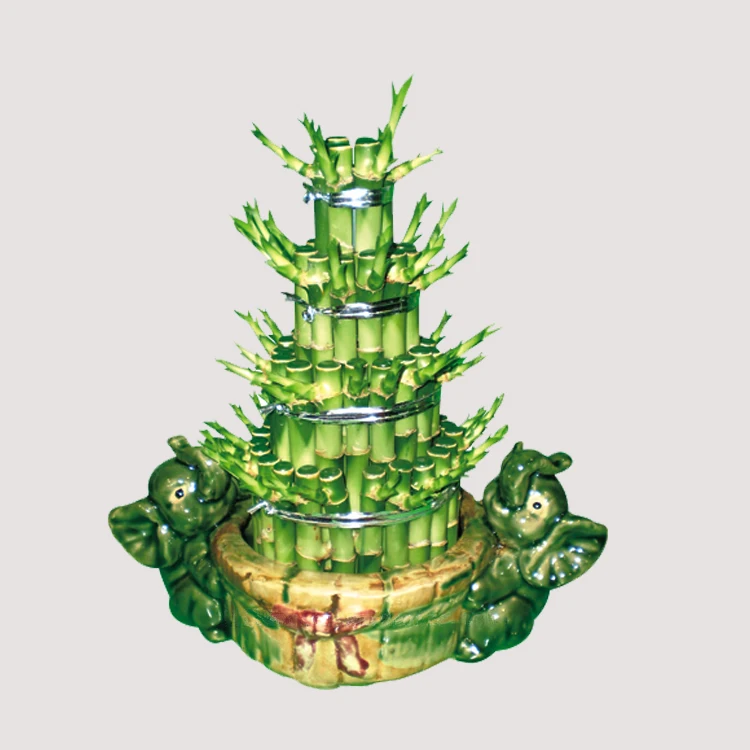 lucky bamboo feng shui plants ornamental plants india  dracaena sanderiana