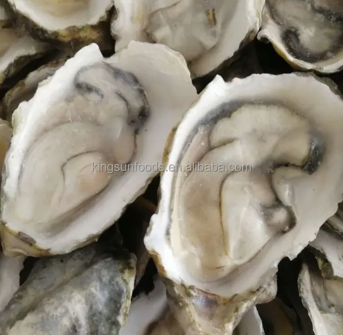 Good Quality Half Shell Oyster