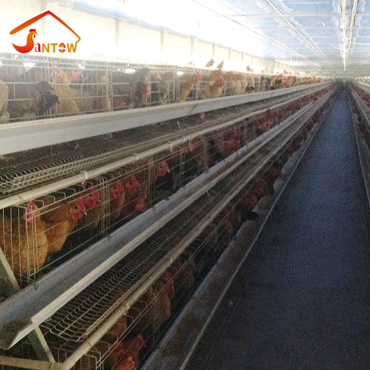 Automatic cleaning machine PP belt manure removal system for chicken cage