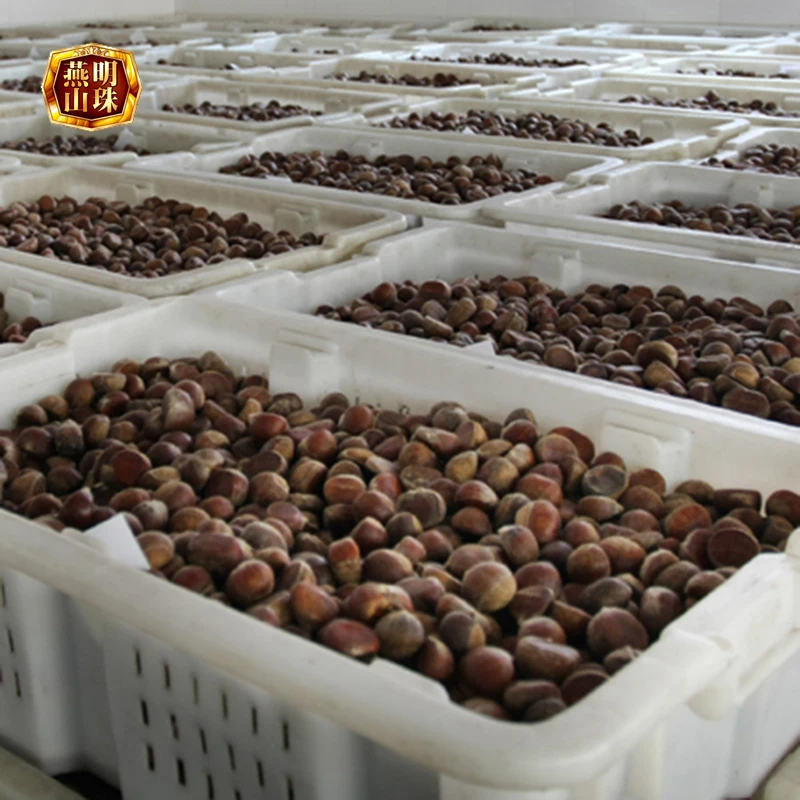 Best Organic 2022 New Crop Sweet Chinese Yanshan Fresh Chestnuts