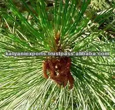 100% Original Quality Natural Pine Sylvestris Oil for Bulk Purchaser
