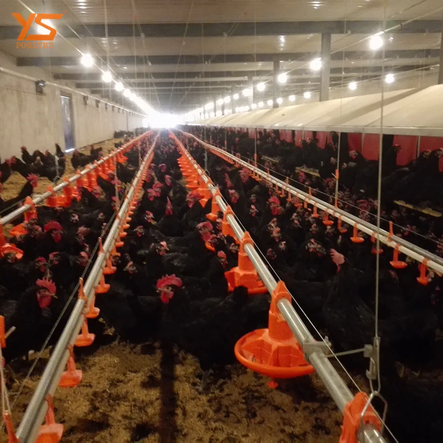 
Modern Automatic breeder floor/ ground feeding system 