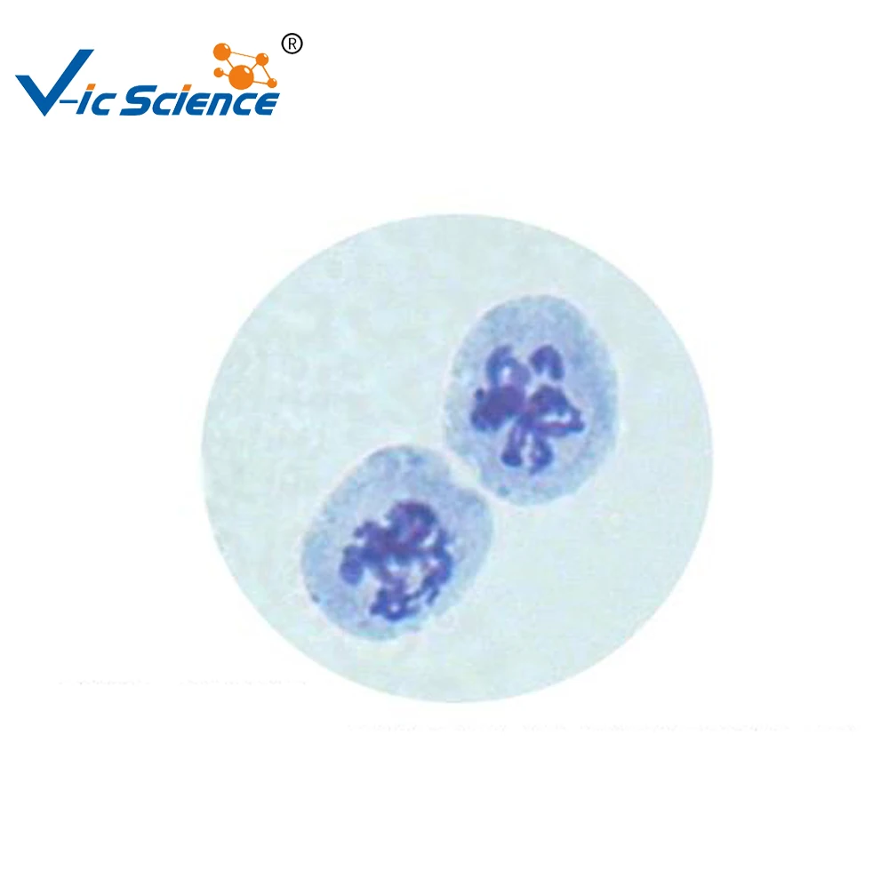 
Teaching or researching 12 pcs cell biology meiosis slides set 