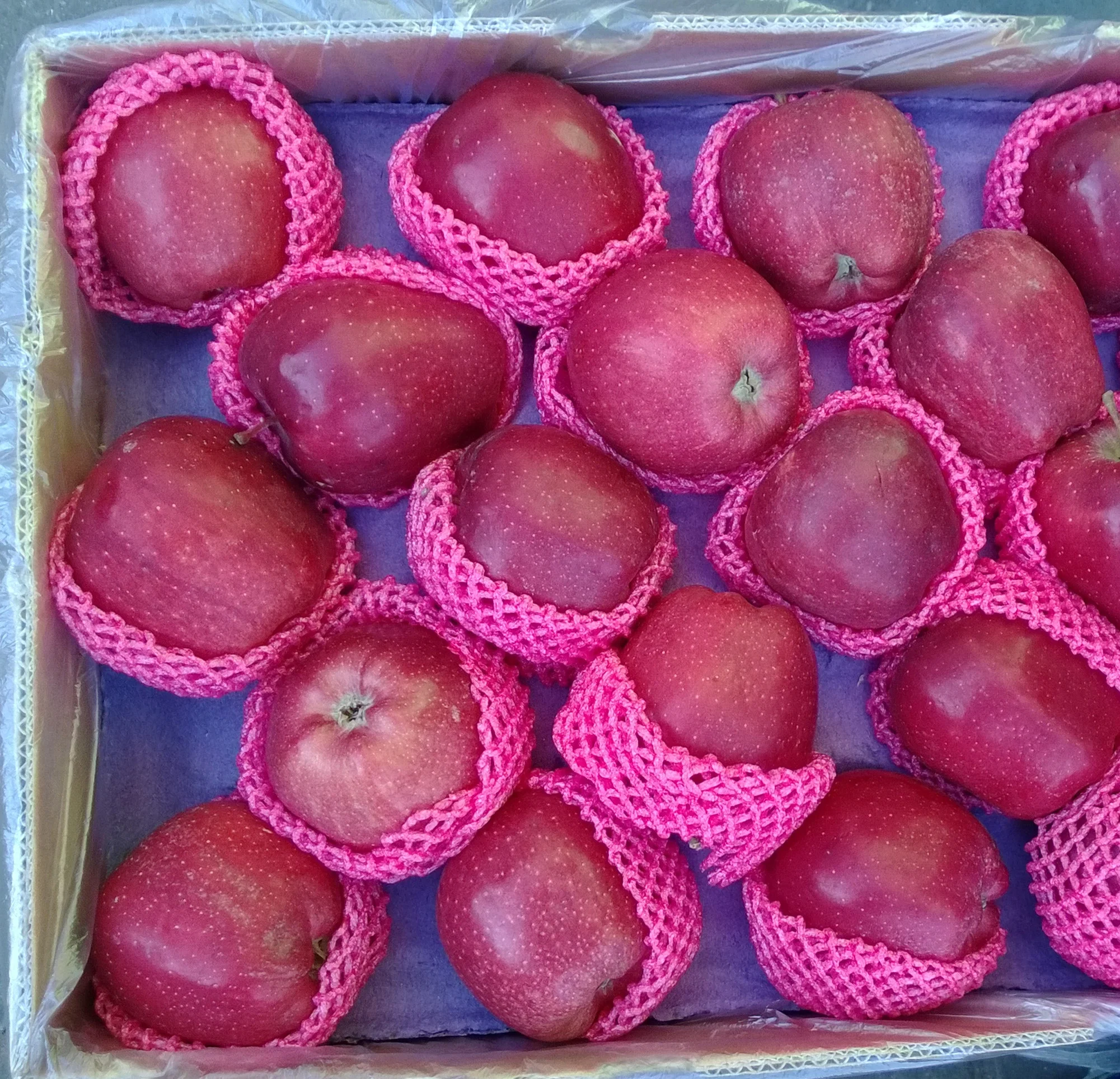 high red qinguan/red star/huaniu apple