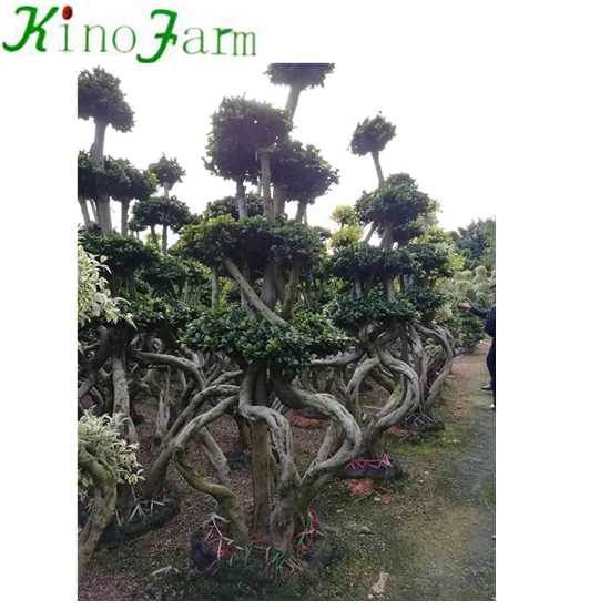 Living Bonsai Plants