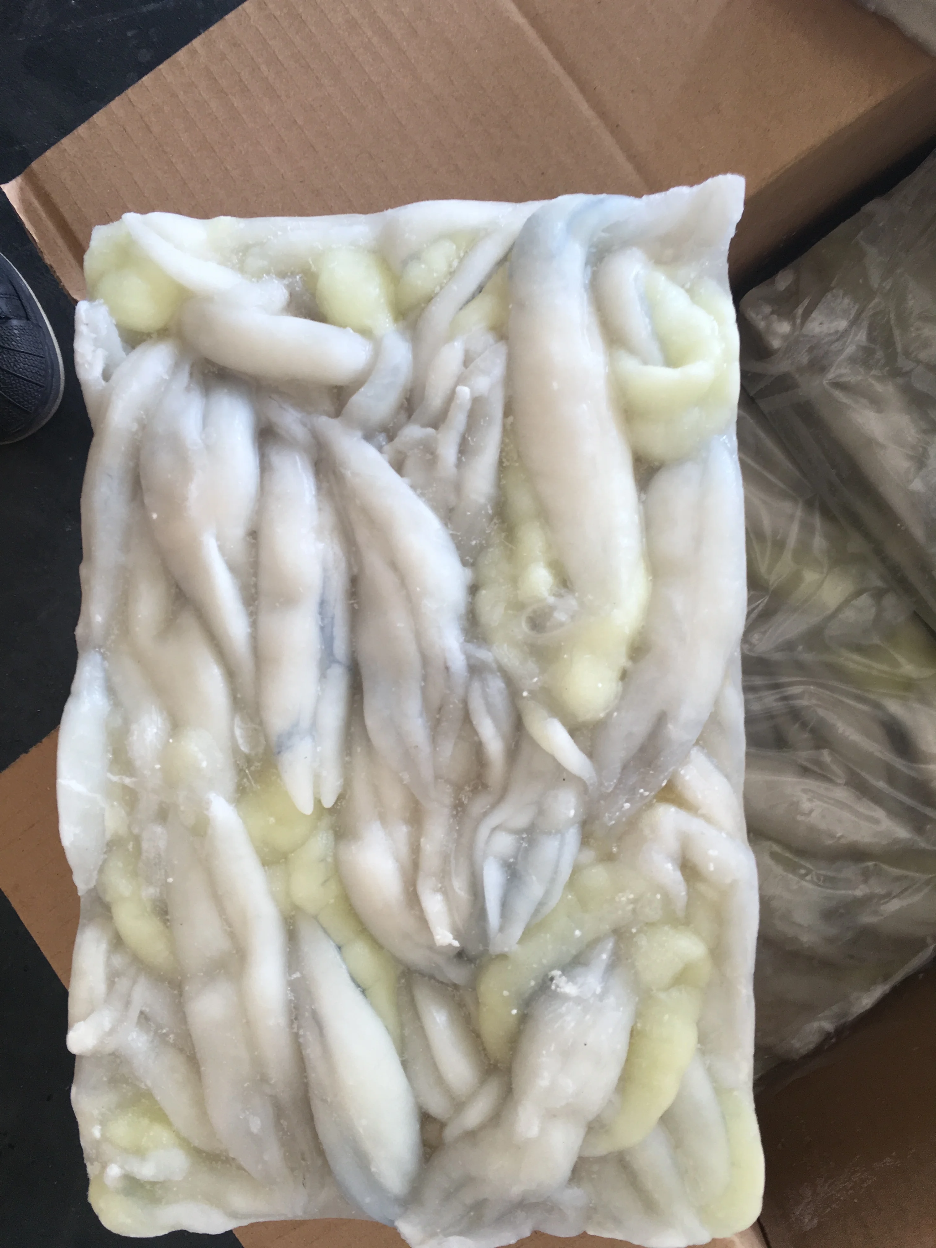 illex Argentine squid egg good quality