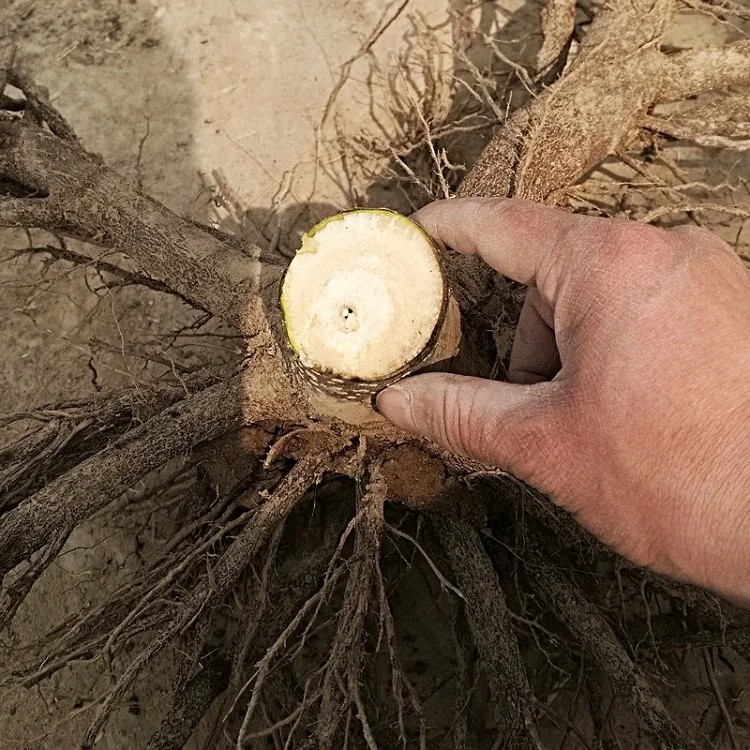 
fresh fast growing hybrid paulownia 9502 big stump 2-3years with phytosanitary certificate for lumber 