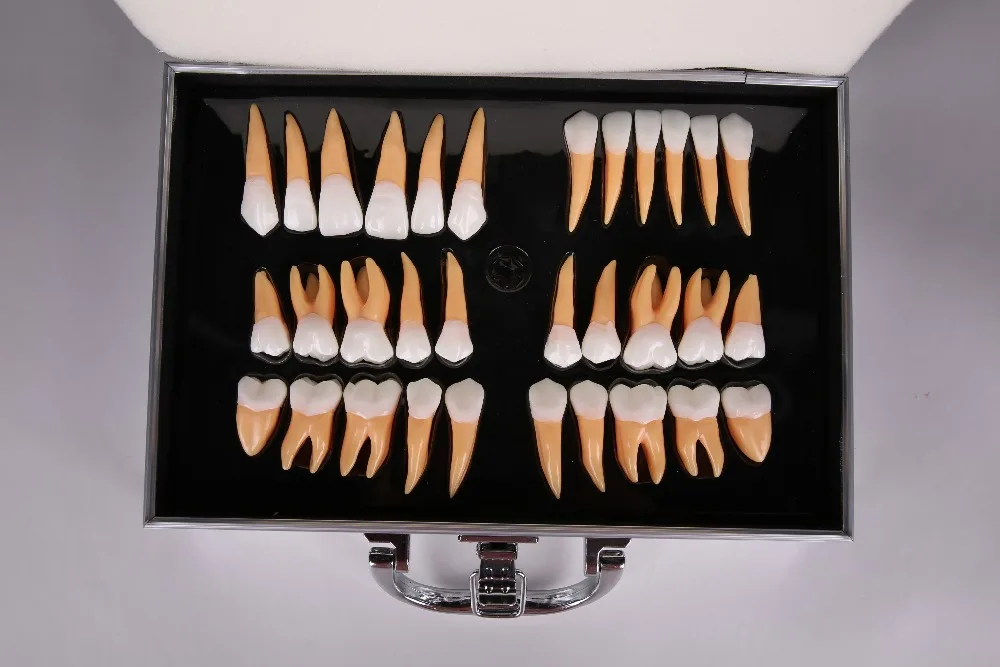 2.5 times individuel teeth model for anatomical demonstration and carving