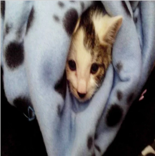 Cute Dog Bed Paw Print Soft Warm Fleece Pet Blanket Cat Mat Puppy Bed Sofa Pets Towel 60*70cm