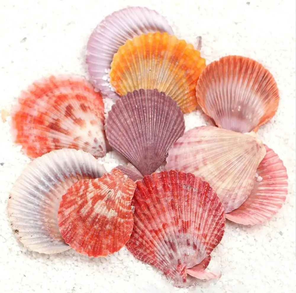 new products sea Theme Natural Colorful Shells Starfish sea decoration