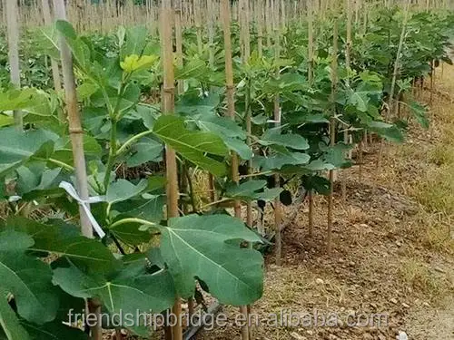 
Nursery Fruit Seedlings - Ficus Carica Linn Fig Trees 