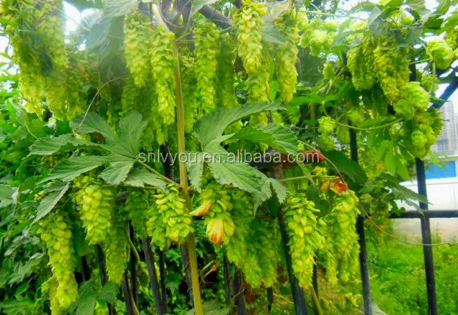 
Herbal beer hops flower extract powder Humulus Lupulus Extract hops extract powder 