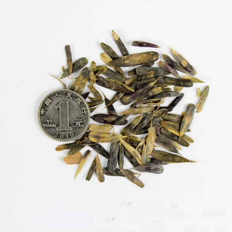 Высококачественные семена radix isatidis, семена корня isatis, семена корня Indigowoad