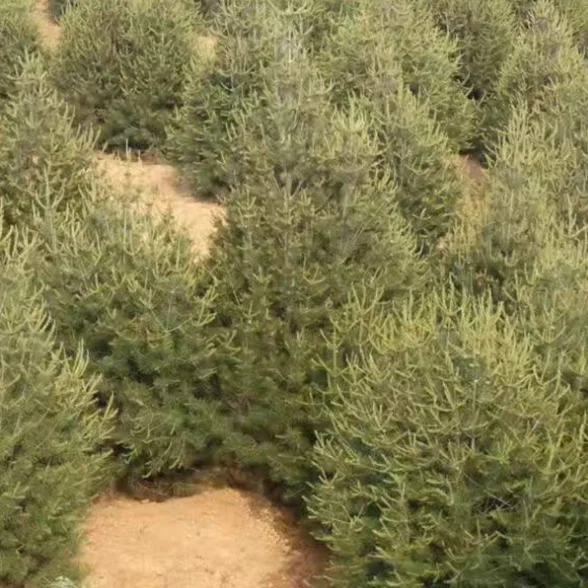 
Bai Pi Song Chinese High Sprouting White Bark Pine Seeds / Pinus bungeana Seeds 