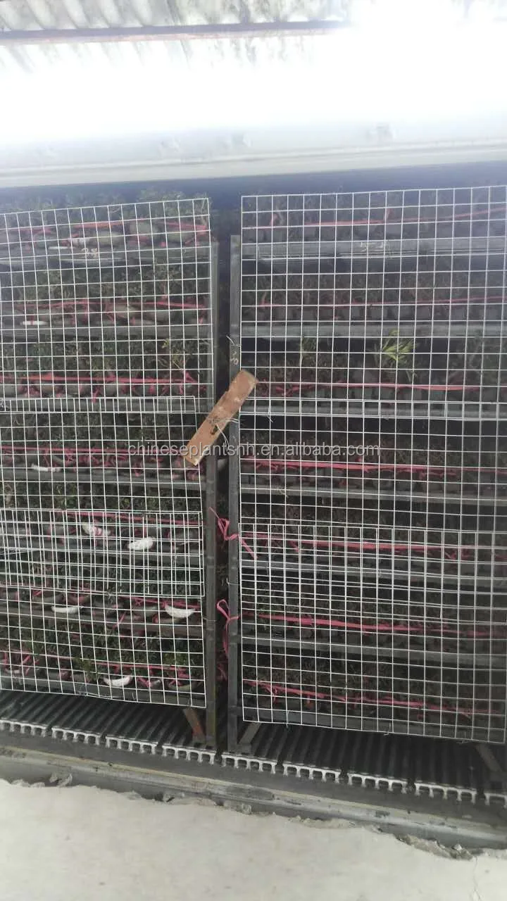 
Ficus microcarpa mini bonsai bonsai trees ficus bonsai s shape live plant indoor plant 