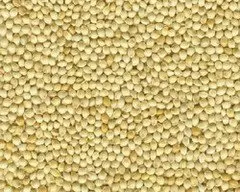 
White Millet 